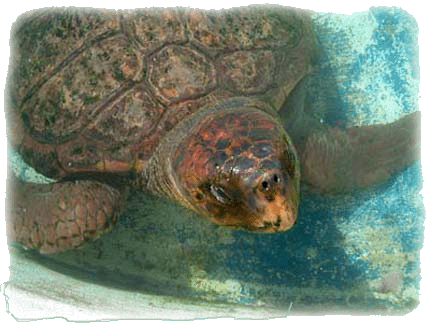Baja Sea Turtle