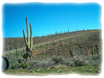 Cacti on Baja Mexico's roads