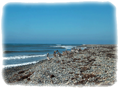 Pelicans at stony beach