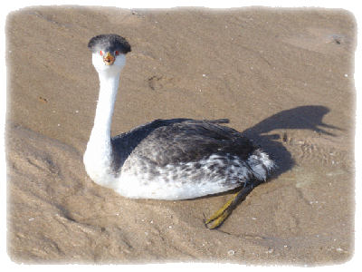 Unknown bird by beach
