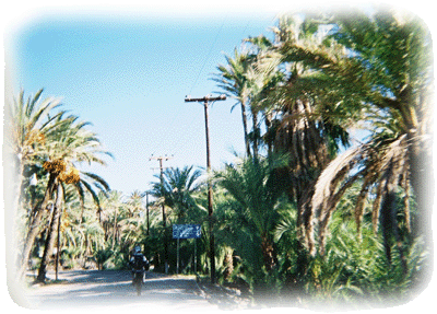 Palm trees by roadside in Baja 